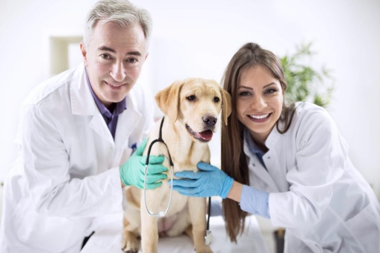 Elevating Animal Health: The Role of Veterinary Medicine Suppliers in Dubai